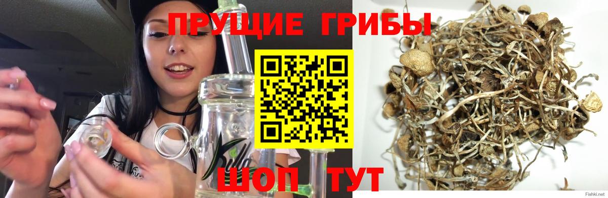 Галлюциногенные грибы Cubensis  Вход с VPN  Россия 
